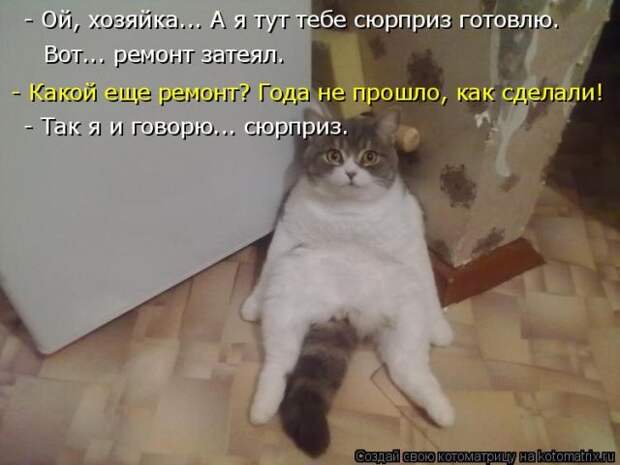 Лучшие котоматрицы недели (50 фото)
