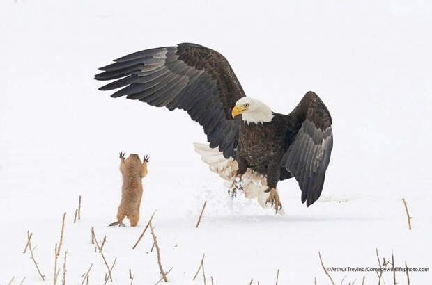 Орел против луговой собачки