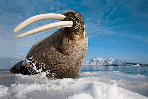 Морж, Шпицберген, Норвегия