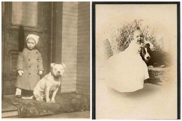 Исторические фотографии о Nanny Dogs: лучшие няньки - это питбули Nanny Dogs, дети, история, няньки, питбули, факты