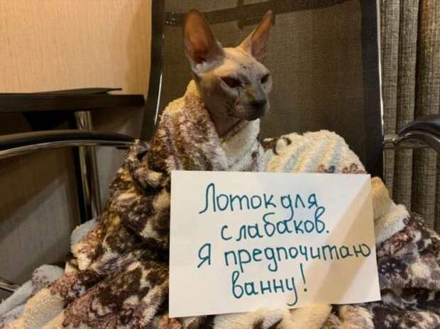 28 провинившихся котиков, которые признались в своих проделках