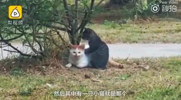 В Китае удалось запечатлеть потрясающе трогательный момент, в котором один котик делал массаж своему сородичу видео, животные, кот, массаж, милота