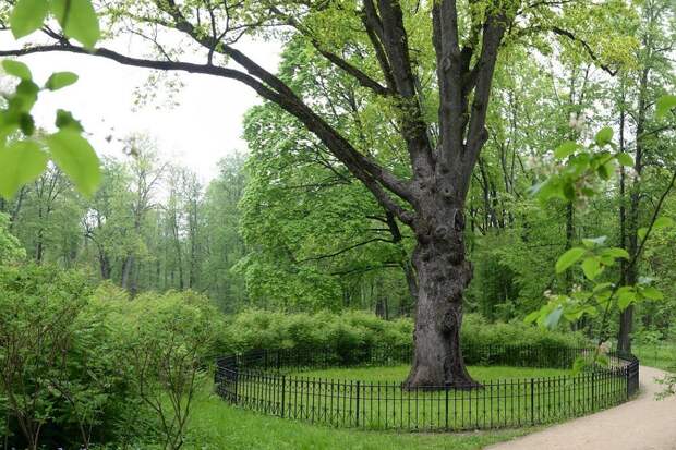 Шквальный ветер погубил главное дерево России - дуб Тургенева