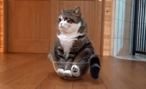 Кошки помещаются везде