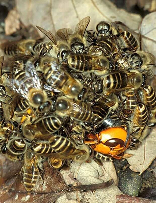 Пчелы убивают шершня, повышая температуру своих тел, чтобы "сварить" его заживо