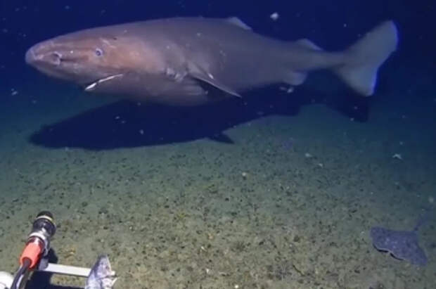 AP: в водах Антарктиды впервые заметили акулу