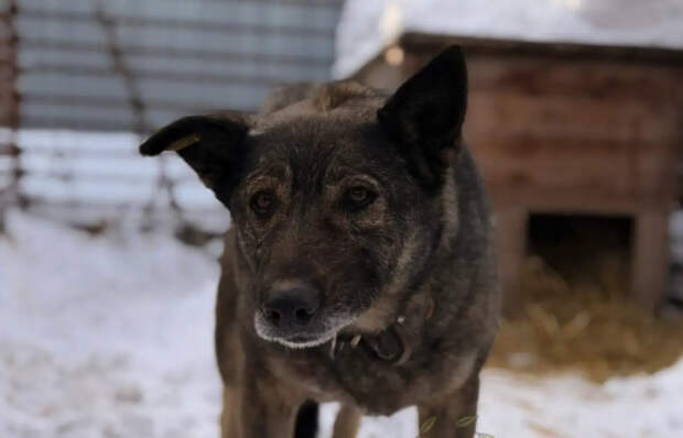 "Притронуться не даёт": в челябинском приюте не уверены, что Додобоня обретёт дом