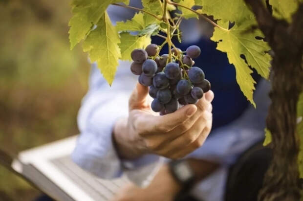 Виноградарь Таранюк рассказал об ошибках при открытии винограда в апреле