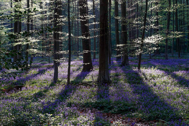 BELGIUM-FOREST/BLUEBELLS