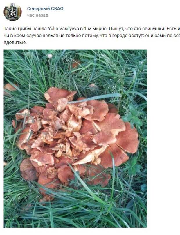В 1-м микрорайоне Северного выросли съедобные, но невкусные грибы