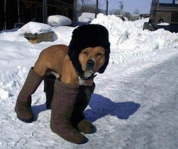 Шуба шубой, а без шапки никуда. | Фото: Aravot. Шуба шубой, а без шапки никуда. | Фото: Aravot.