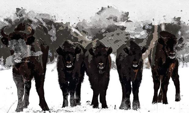 Орловским зубрам неравнодушные люди перевели более 800 тысяч рублей