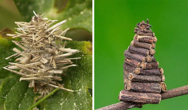 Гусеница бабочки-мешочницы: маленькое чудо в футляре