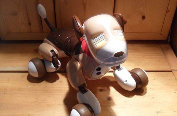 Почему в Японии популярны собаки-роботы в мире. люди, животные, роботы, собака, япония