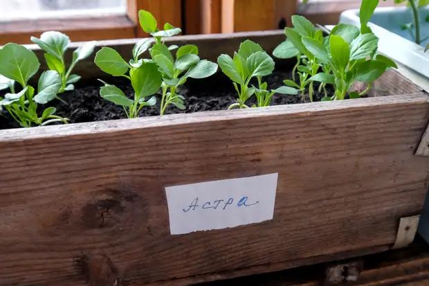 Сажаем астры: основные правила, лучшие сорта и почему под них нужно подготовить специальный грунт