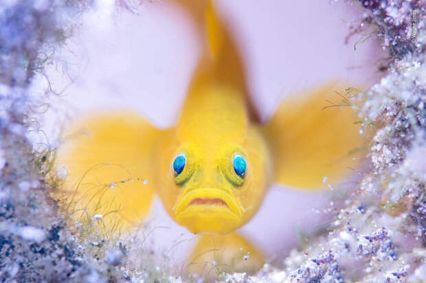 14 сногсшибательных работ финалистов конкурса Wildlife Photographer of the Year 2018