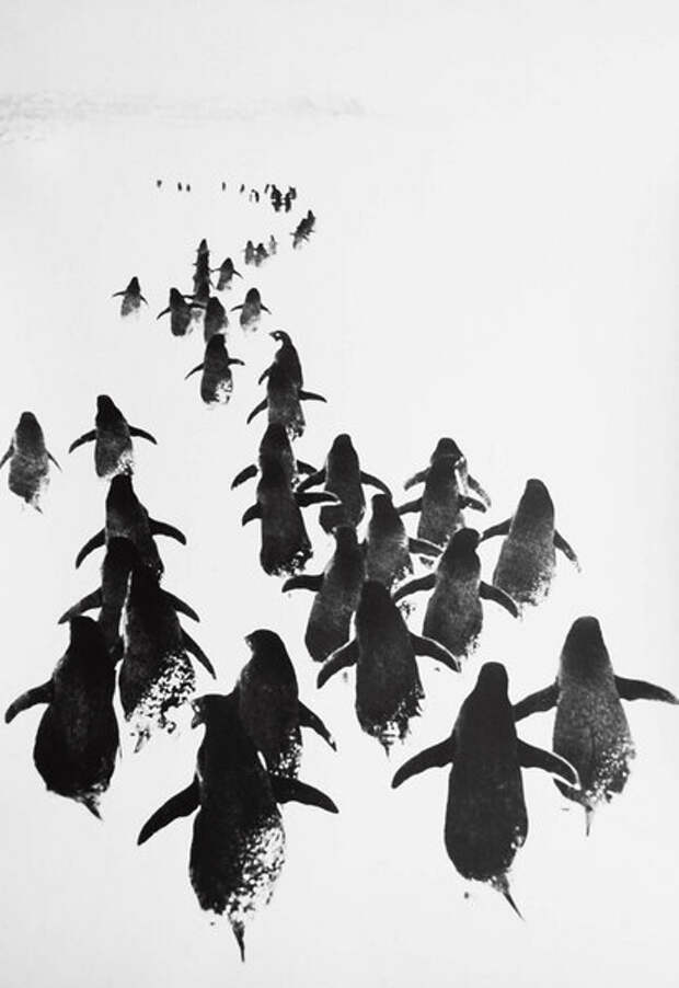 Улыбаемся и машем, парни (с). Авторское название "На марше". Фото: Геннадий Копосов. 1968 год, Антарктида.