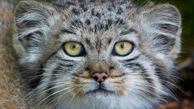 «Его невозможно приручить»: эксперты — о живом символе Московского зоопарка и повадках манулов в природе