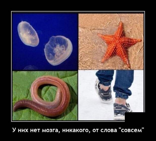 Демотиватор про отсутствие мозгов