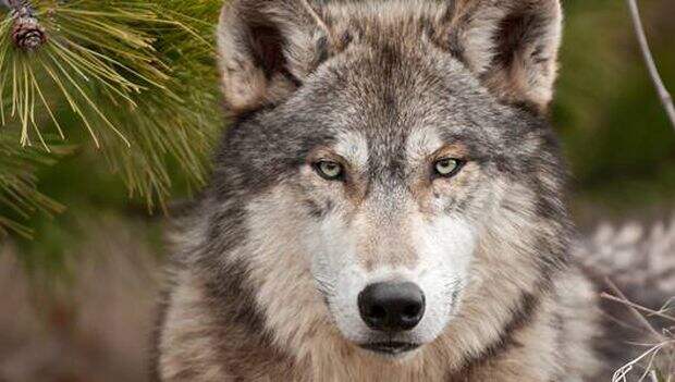 Кто сильнее — волк или рысь? Интересные факты о рысях и волках
