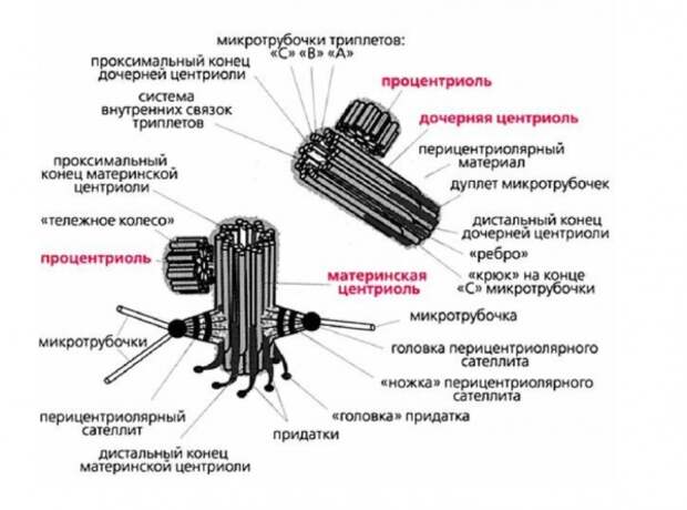 "Погулять" в биоскафандрах вышли