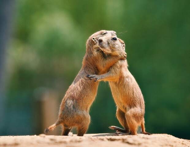 Prairie dog embrace