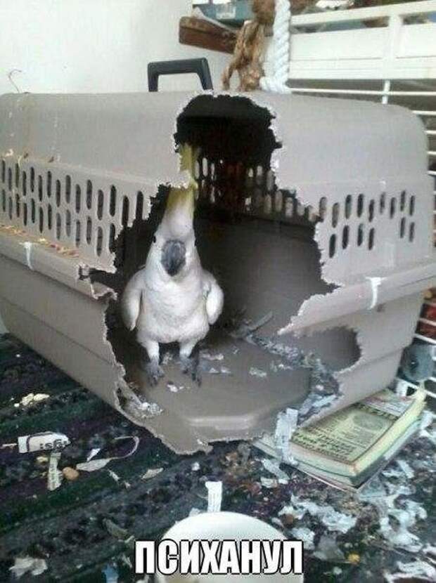 Прикольные фотомемы