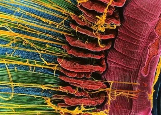 Картинки по запросу ресницы под микроскопом