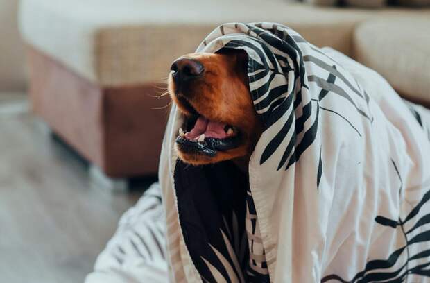 Как помочь своему питомцу спокойно перенести новогодние фейерверки