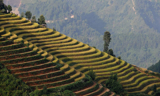 Рисовые террасы во вьетнамской провинции Йенбай