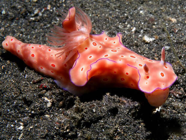 Dandys in the frame - photo of marine mollusks