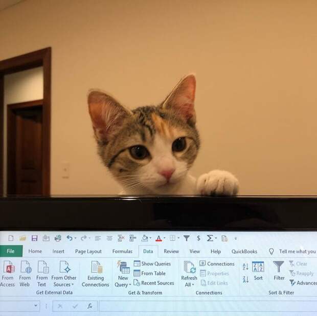 коты в офисе кот у ноутбука