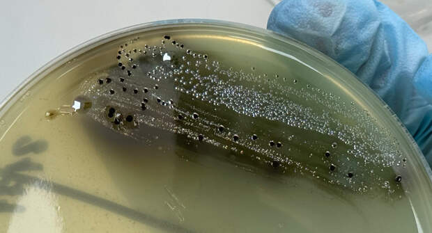 Партию курицы с сальмонеллой выявили эксперты в Астрахани