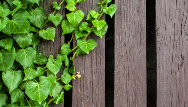 Пять вьющихся растений, которые украсят фасад вашего дома