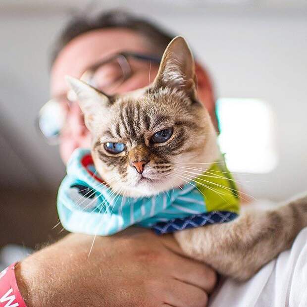 Коты, которые умеют выражать эмоции не хуже людей эмоции котов, эмоциональные коты, Эндрю Маттила, Andrew Marttila
