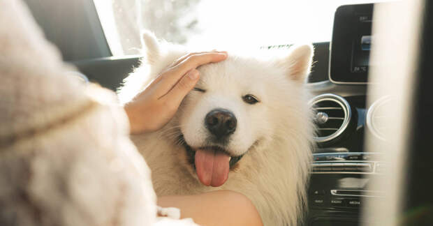 Ветврач Фроленко: перед бронированием номера с животным нужно узнать о депозите