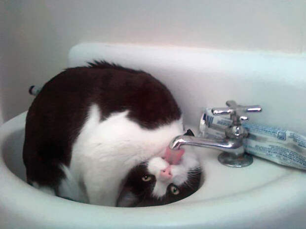 Кошки и вода-1