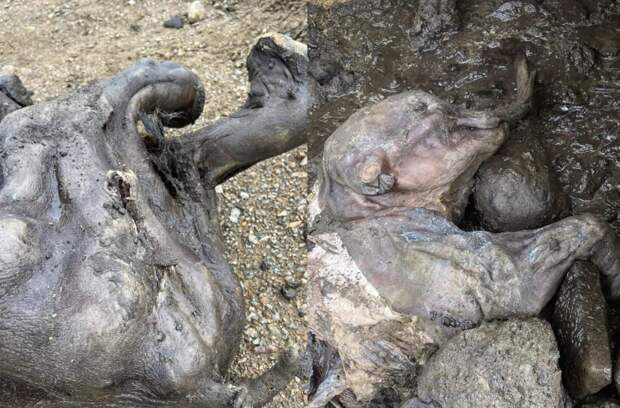 Золотодобытчики во время работ на золотых приисках Клондайка (Юкон, Канада) обнаружили отлично сохранившуюся мумию мамонтенка