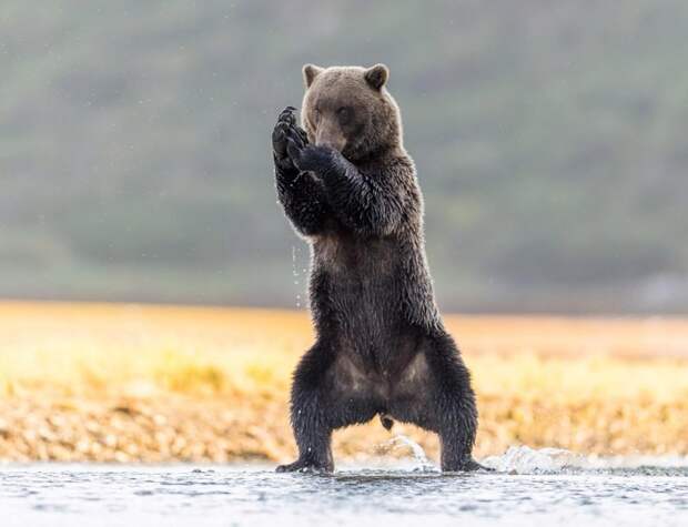 На Аляске медведь позанимался йогой аляска, в мире, животные, йога, медведь, прикол, сша
