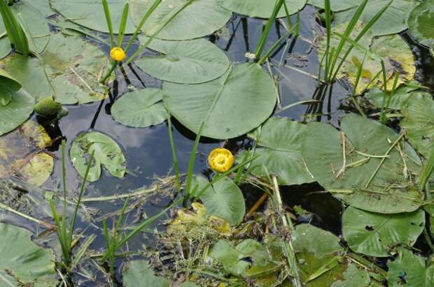 На Головинских прудах зацвели индикаторы чистой воды