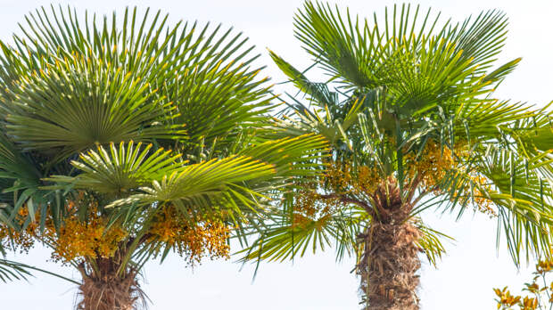 Капустная пальма: дерево, из листьев которого можно готовить суп и делать шляпы