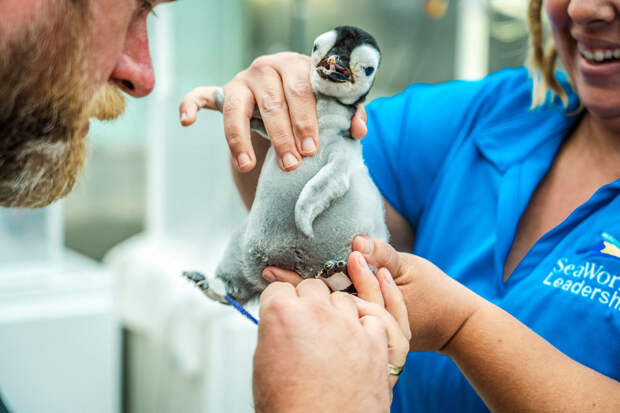 CALIFORNIA-ZOO-PENGUIN