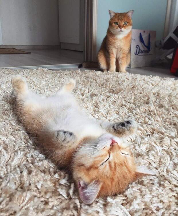 Мурчалки животные, жизнь, киски, коты