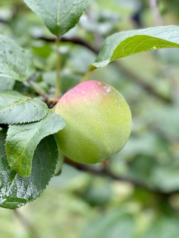В Бабушкинском парке поспел первый урожай яблок