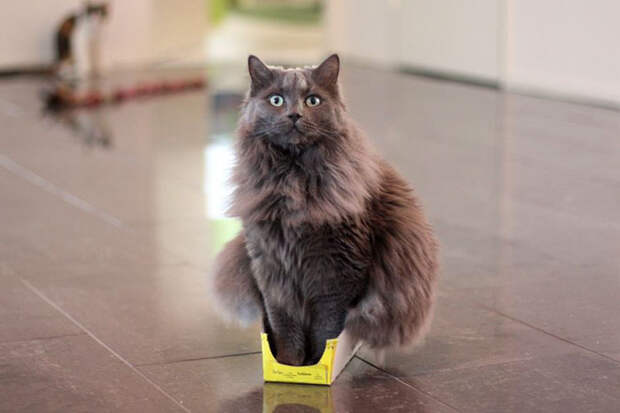 Кошки помещаются во всем