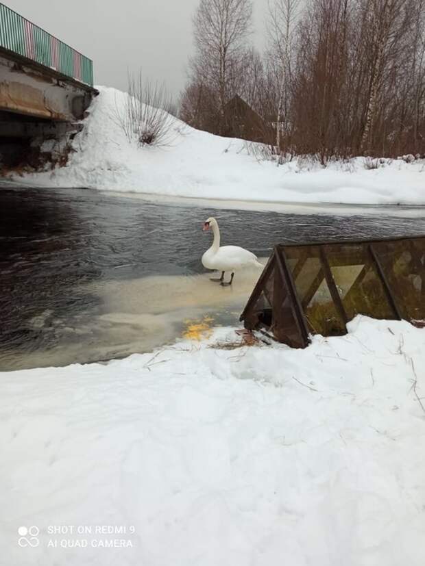 В Тверской области жители беспокоятся за жизнь лебедя, ставшего целью лисы