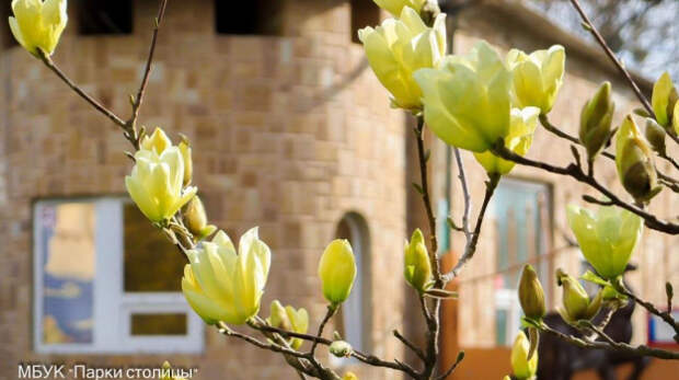 В Симферополе расцвела магнолия