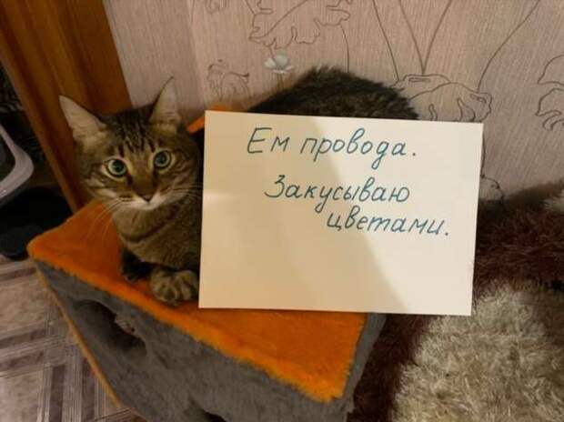 28 провинившихся котиков, которые признались в своих проделках