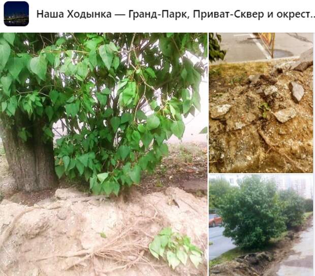 На Хорошевском шоссе повредили корни деревьев