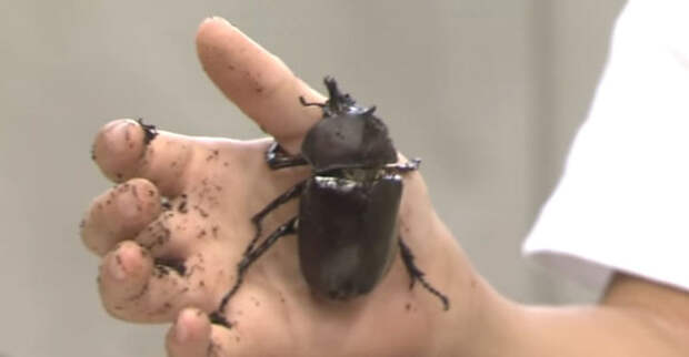В Японии родился редкий жук-гермафродит